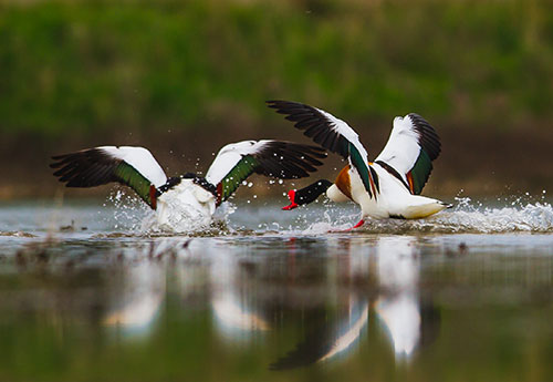 Весна прийшла