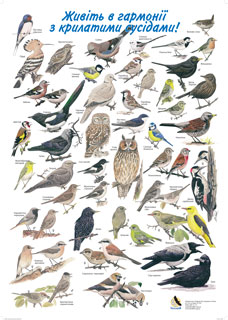 Живіть в гармонії з крилатими сусідами